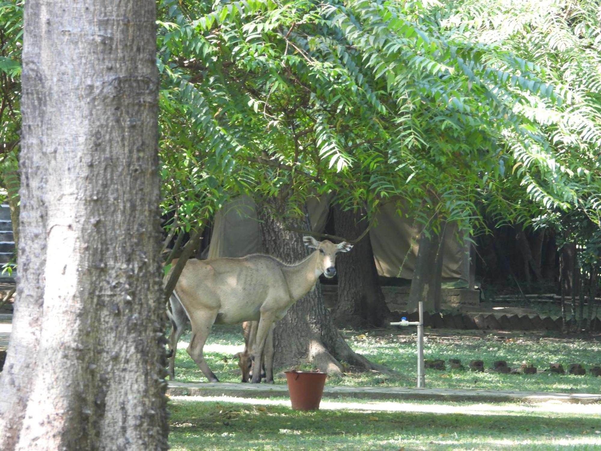 Lumbini Buddha Garden Resort Eksteriør billede